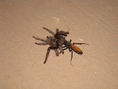 Tarantula hawk